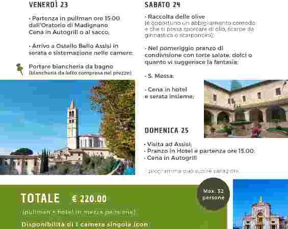 Raccolta delle Olive 23-24-25 Ottobre